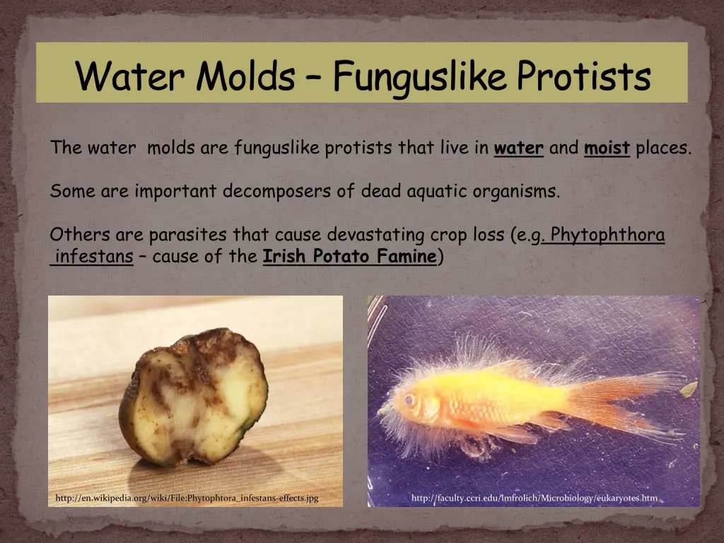 water molds funguslike protists