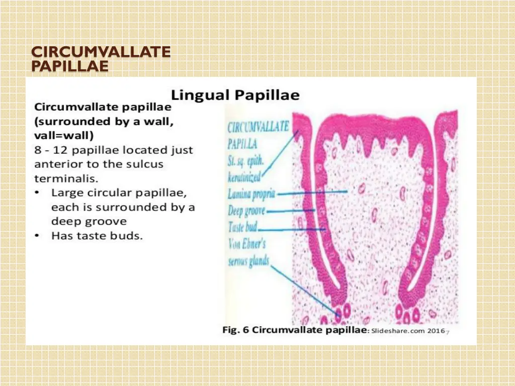 circumvallate papillae