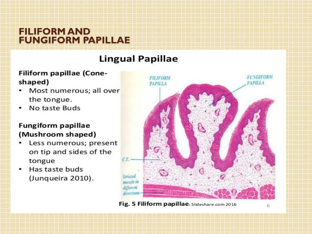 filiformand fungiform papillae