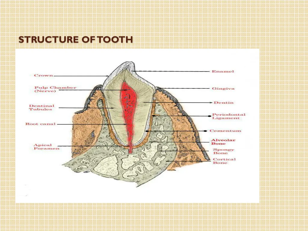 structure of tooth