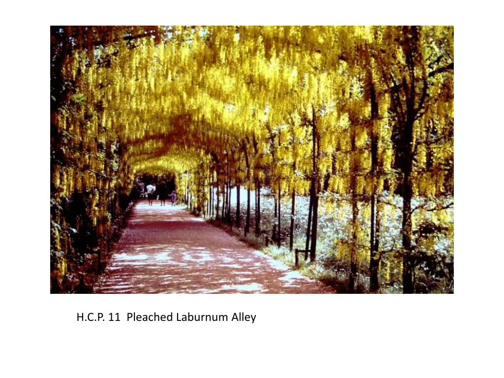 h c p 11 pleached laburnum alley