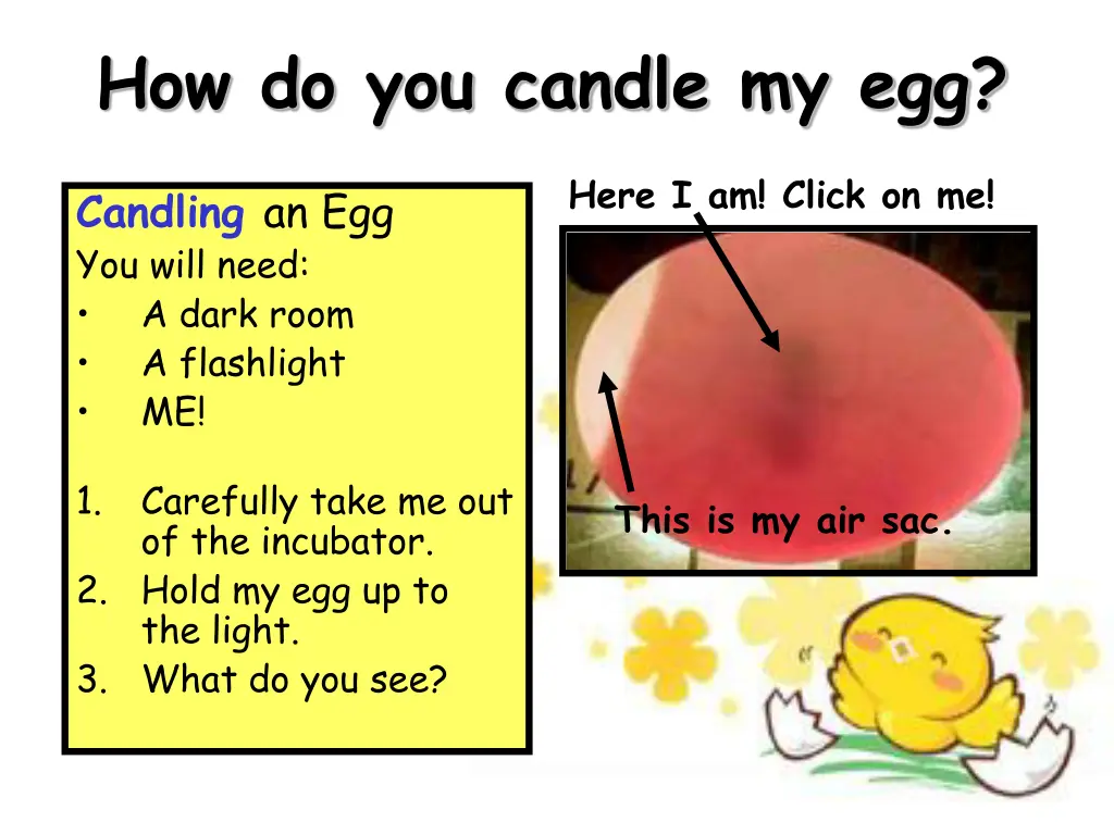 how do you candle my egg