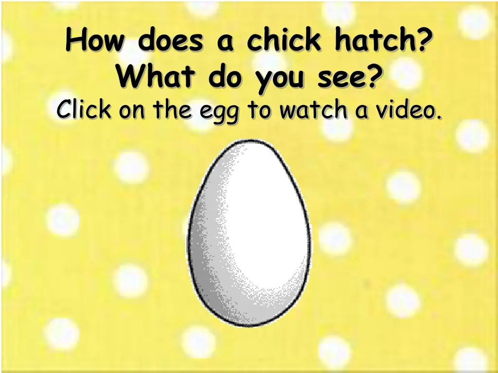 how does a chick hatch what do you see click