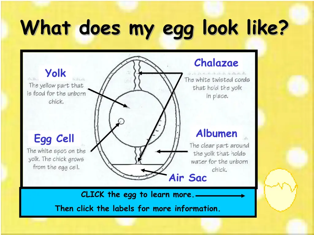 what does my egg look like