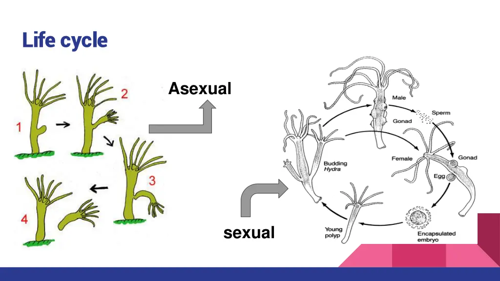 life cycle 1