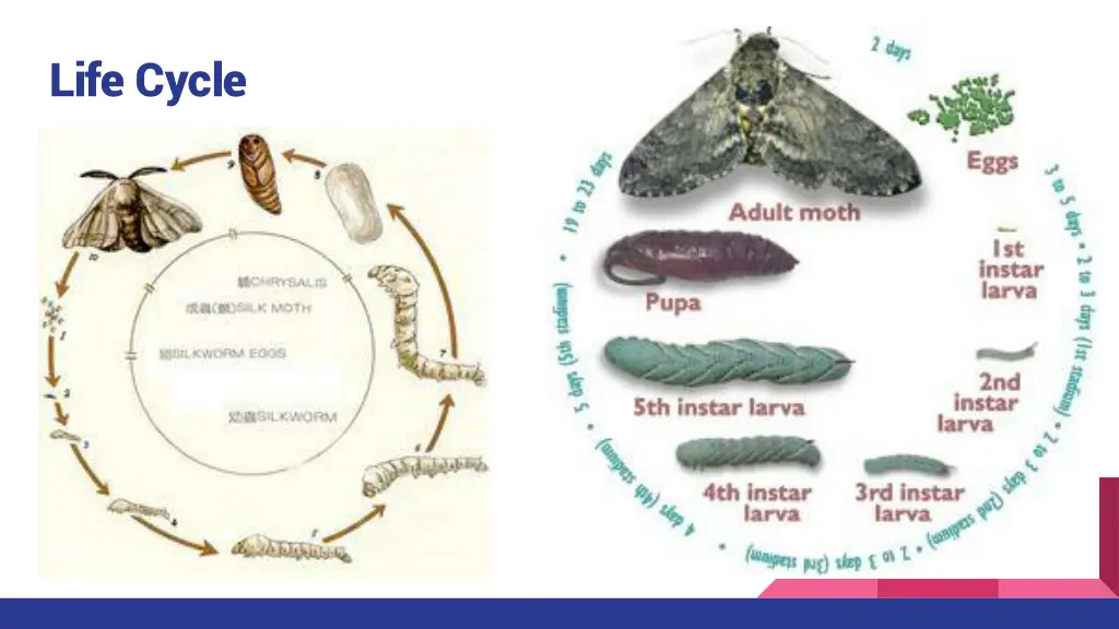 life cycle