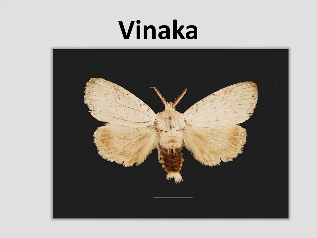 vinaka