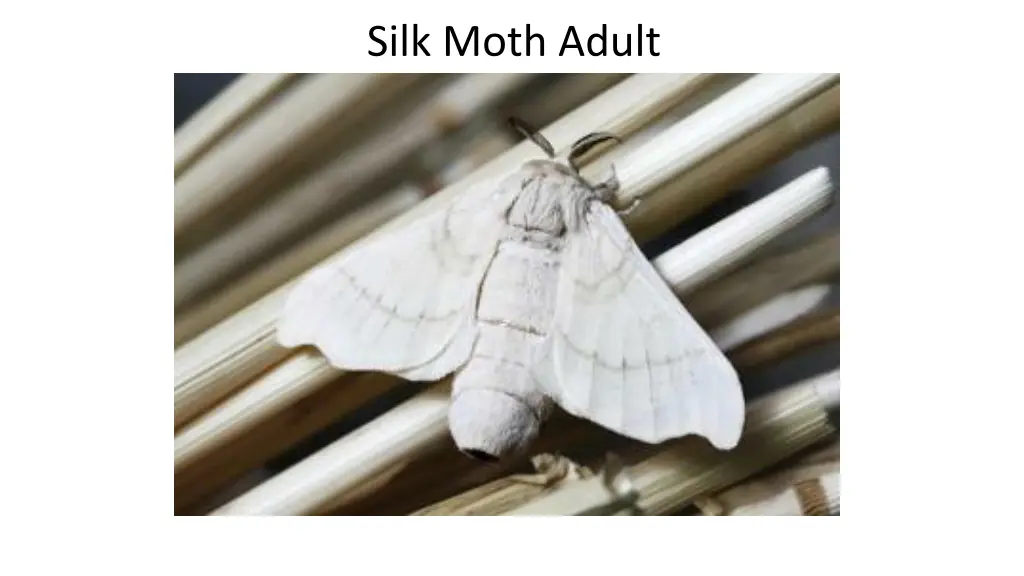 silk moth adult 1