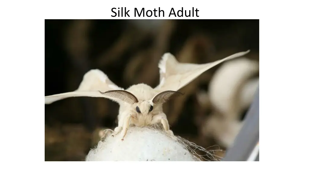 silk moth adult