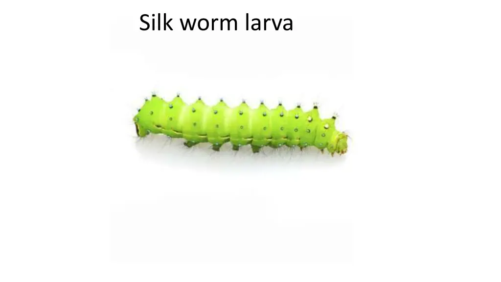 silk worm larva 1