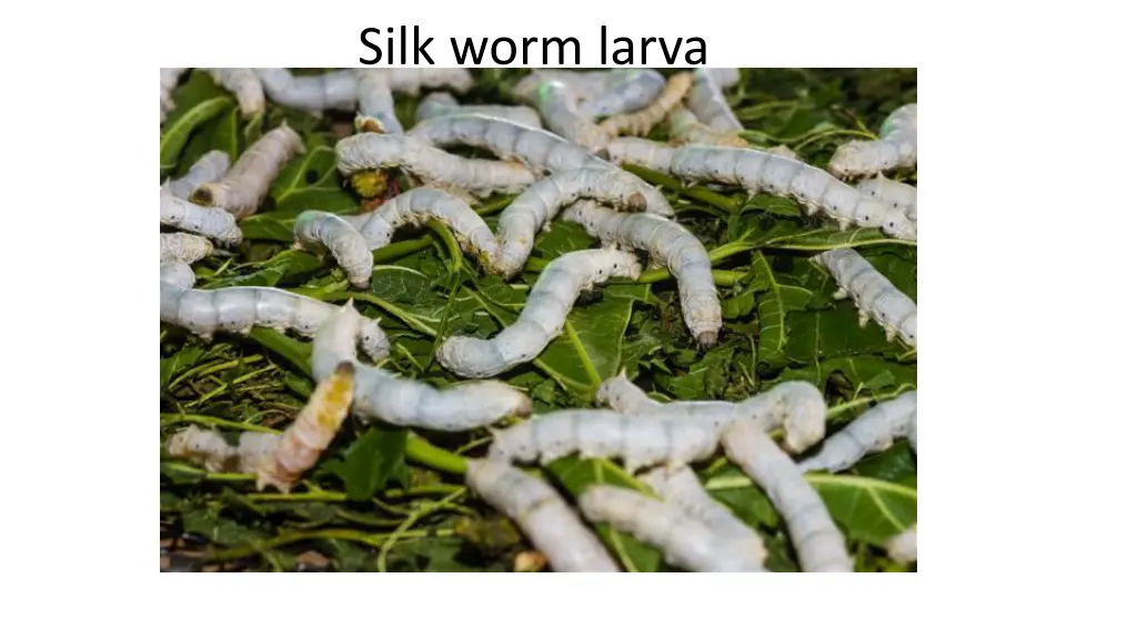 silk worm larva