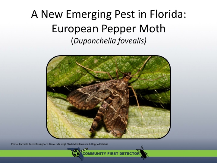 a new emerging pest in florida european pepper