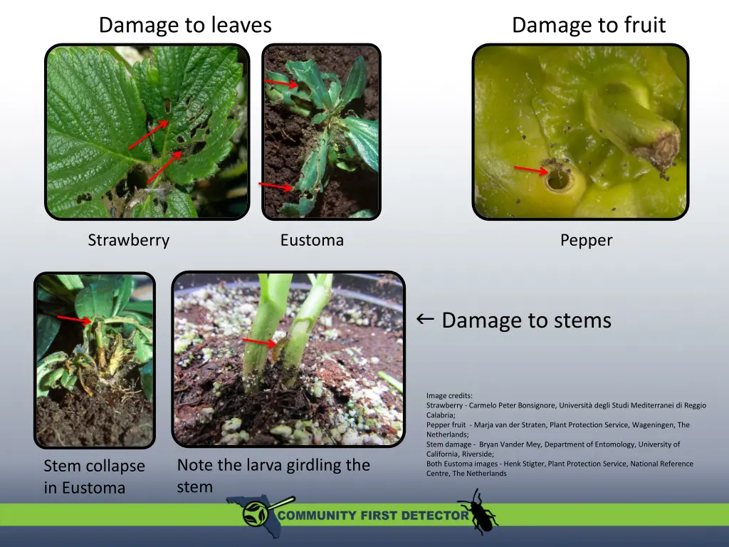 damage to leaves