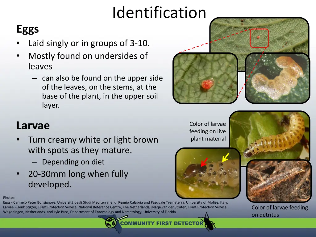 identification