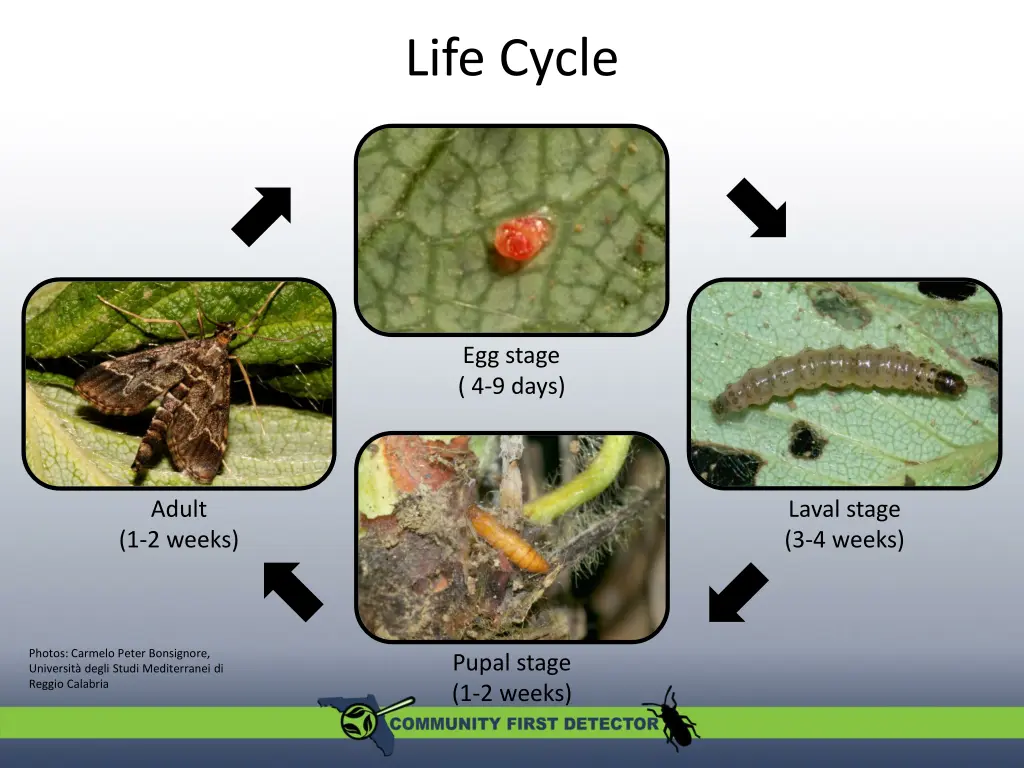 life cycle