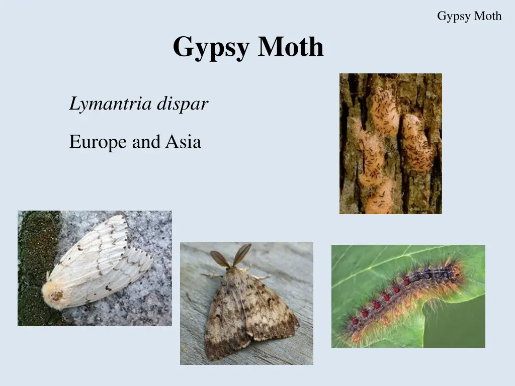 gypsy moth