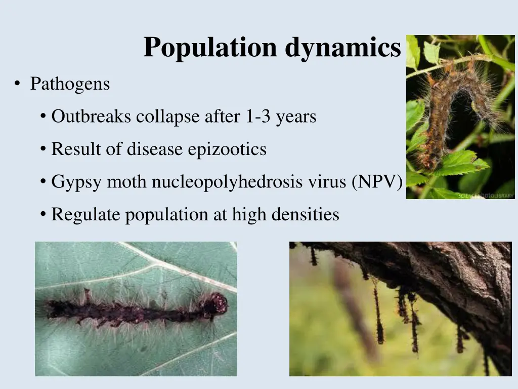 population dynamics