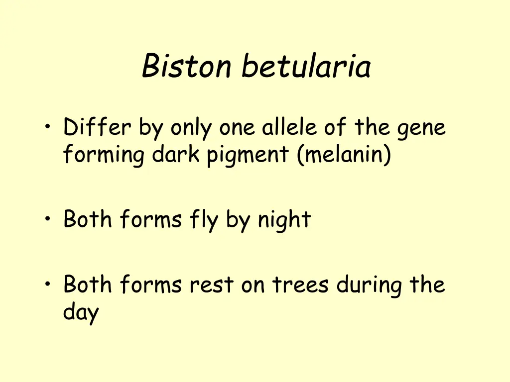 biston betularia