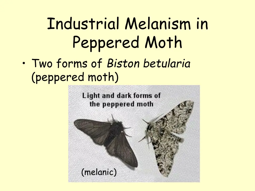 industrial melanism in peppered moth two forms