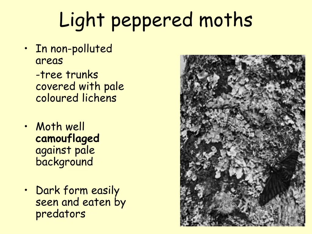 light peppered moths