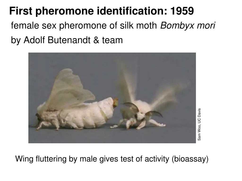 first pheromone identification 1959 female