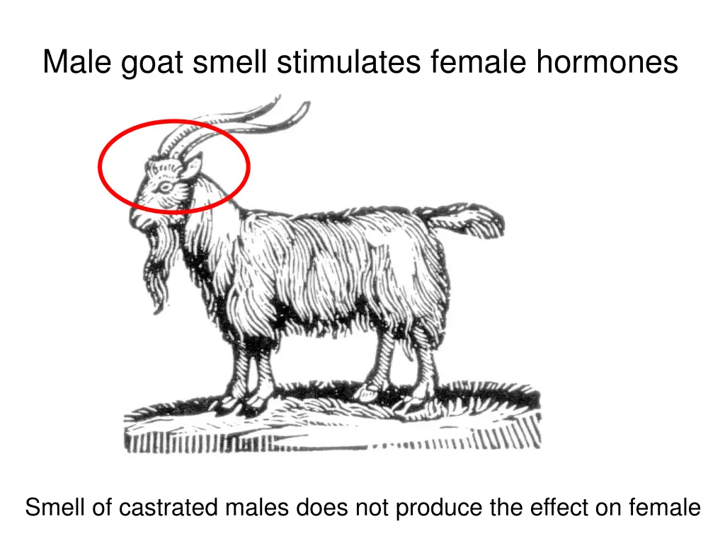 male goat smell stimulates female hormones