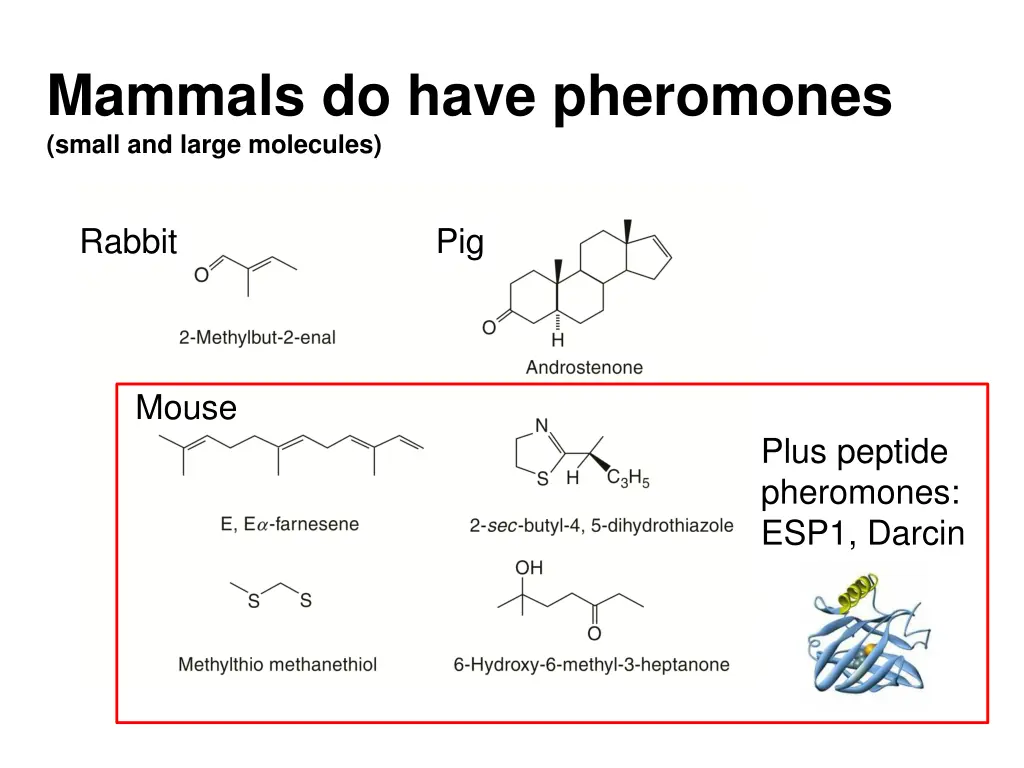 mammals do have pheromones small and large