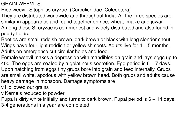 grain weevils rice weevil sitophilus oryzae