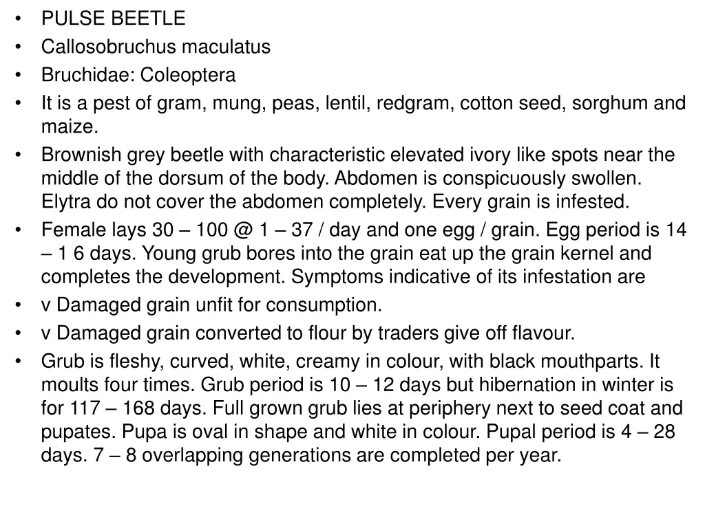 pulse beetle callosobruchus maculatus bruchidae