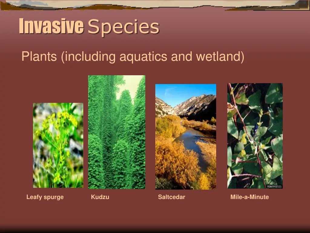 invasive species 2