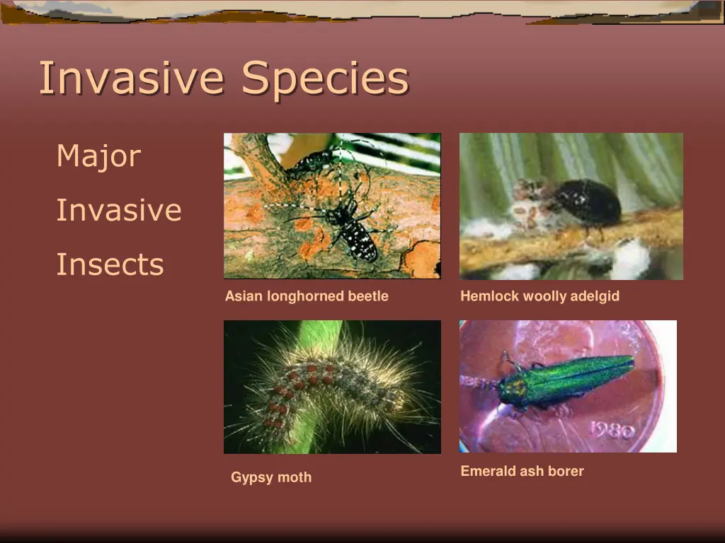 invasive species