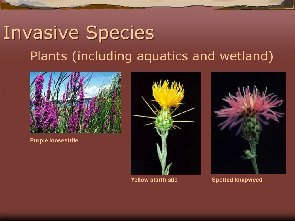 invasive species plants including aquatics