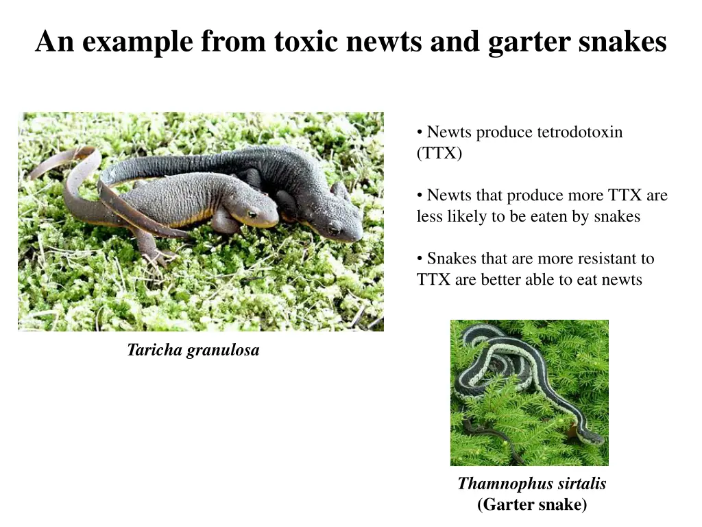 an example from toxic newts and garter snakes