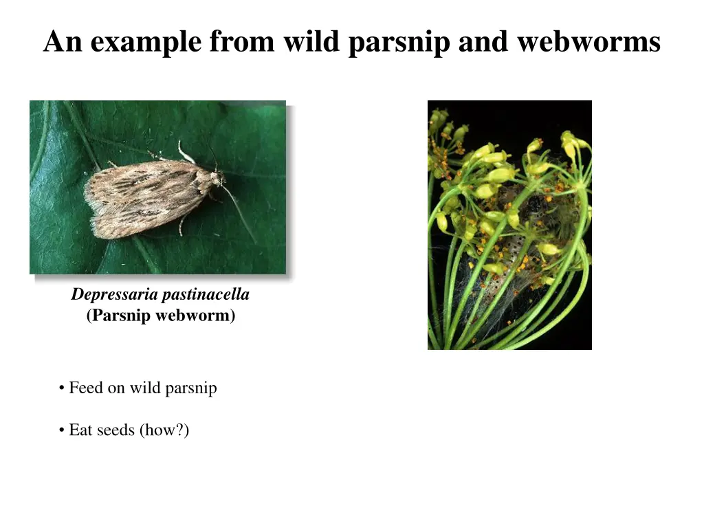 an example from wild parsnip and webworms 1