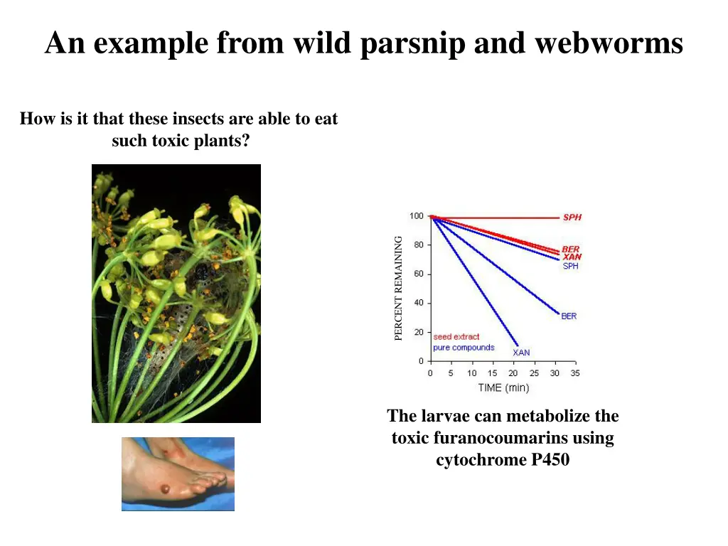 an example from wild parsnip and webworms 2