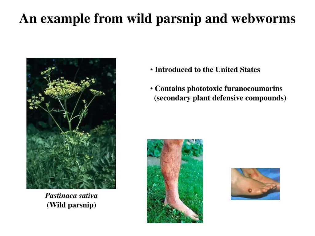 an example from wild parsnip and webworms