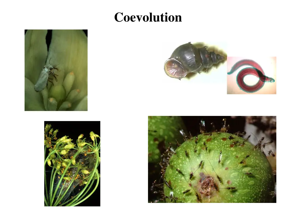 coevolution