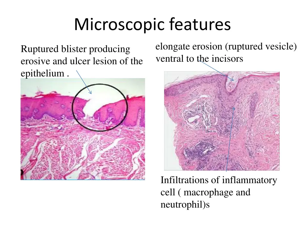 microscopic features