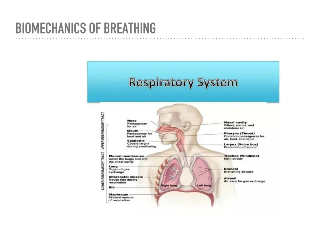 biomechanics of breathing