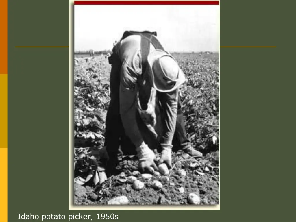 idaho potato picker 1950s