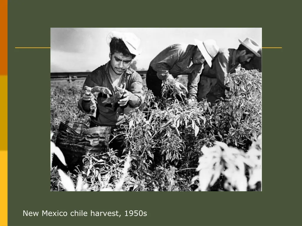 new mexico chile harvest 1950s