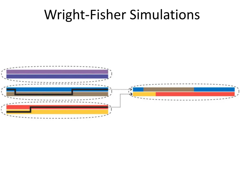 wright fisher simulations