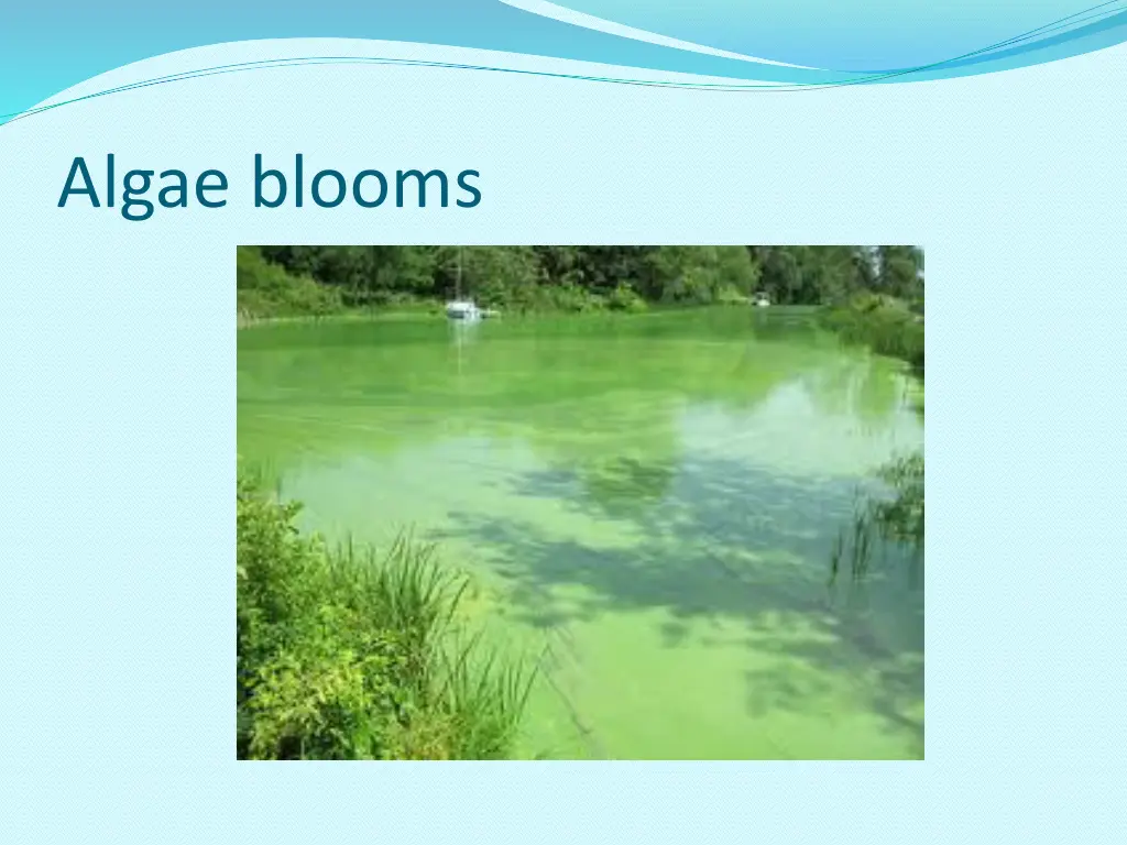 algae blooms