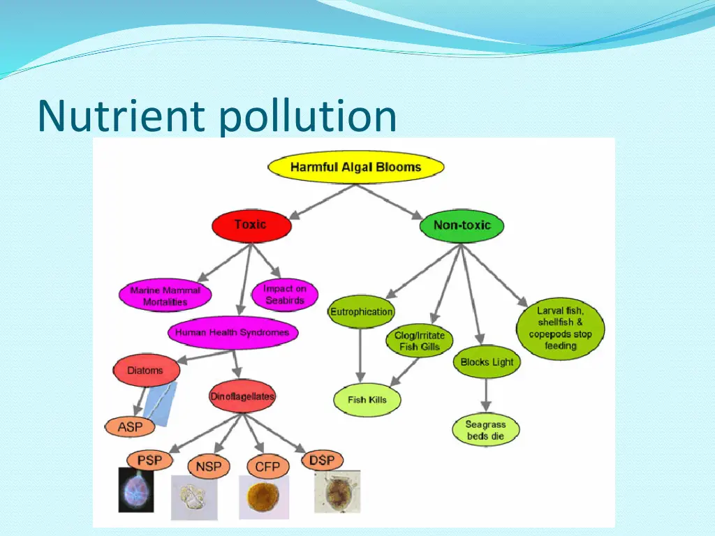 nutrient pollution