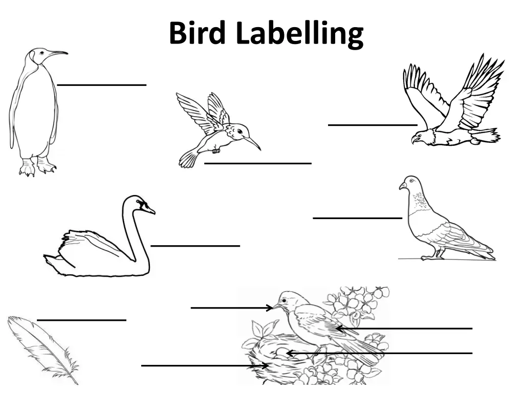 bird labelling