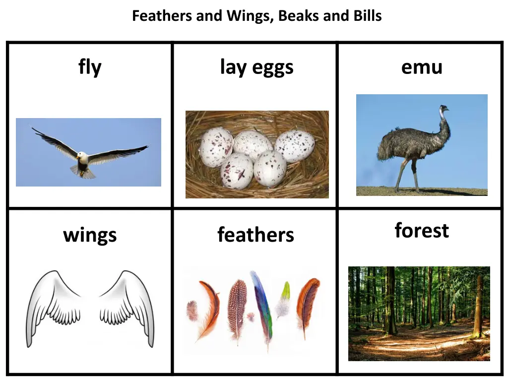 feathers and wings beaks and bills