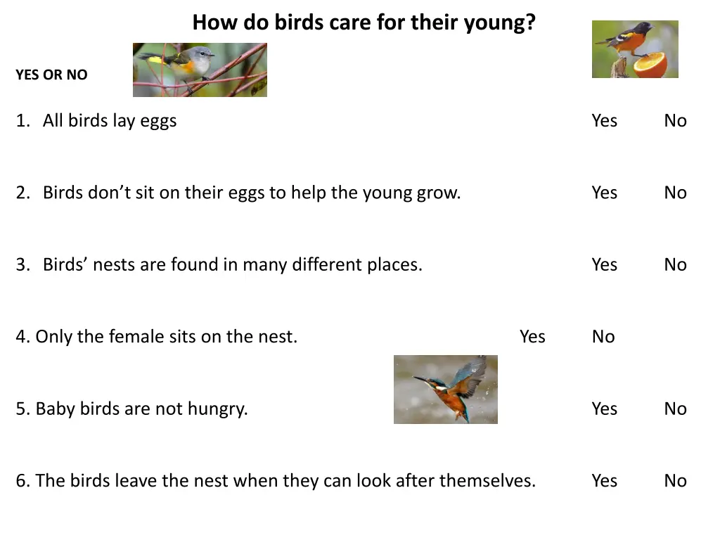 how do birds care for their young