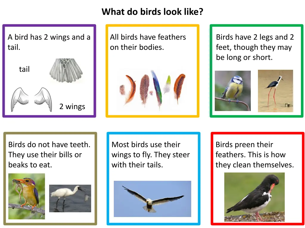 what do birds look like 1