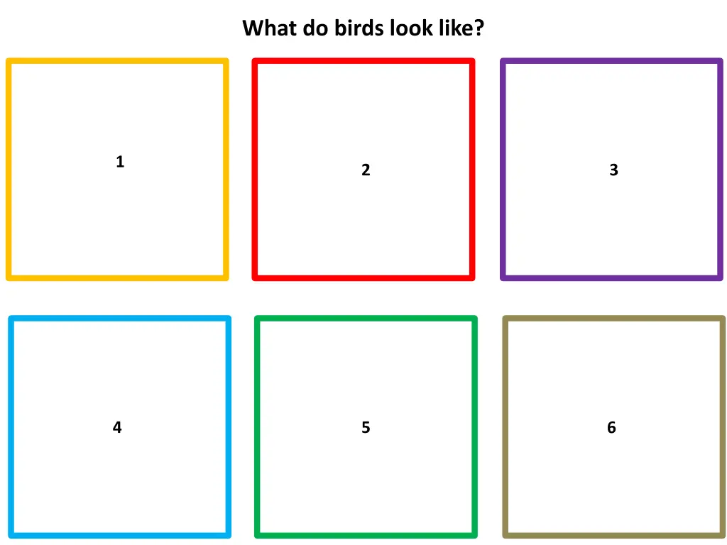 what do birds look like