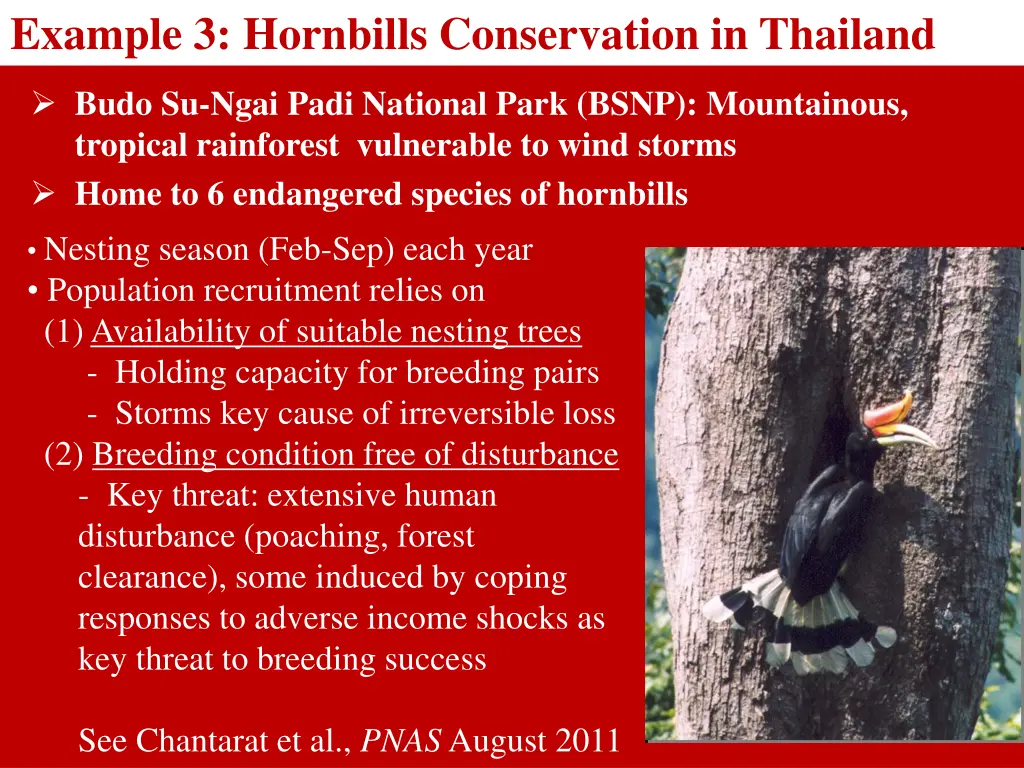 example 3 hornbills conservation in thailand